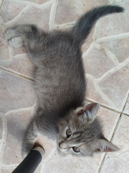 2-месечни котета