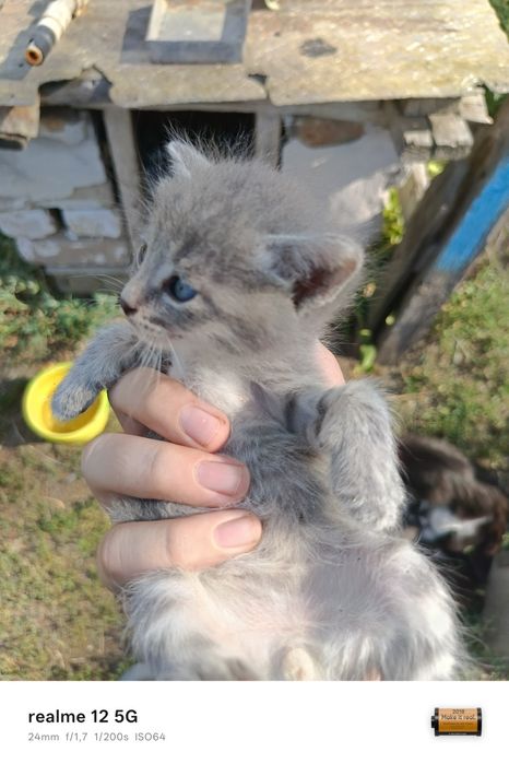 Отдам котят в добрые руки
