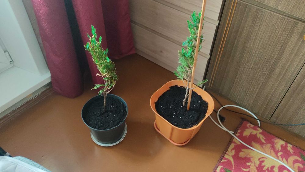 Кипарис  саженцы