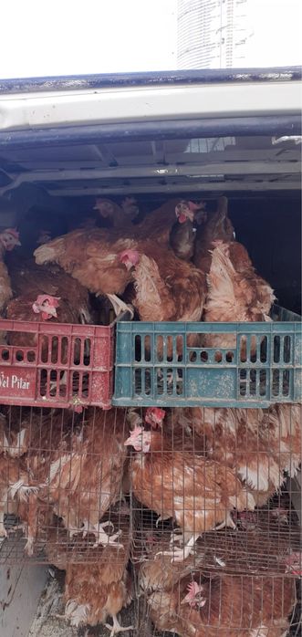 Vindem găini de ouat Isa Brown