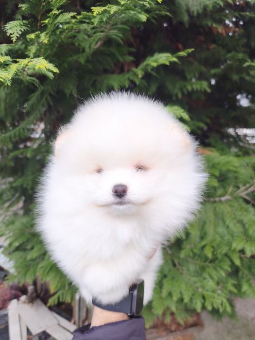 Померан мъжки и женски