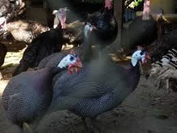 Vând bibilici ouatoare