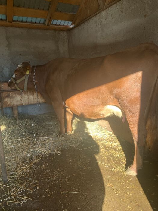 Vând vacă rasa simental