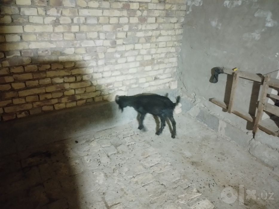 Sarkacha sotiladi  bichilgan