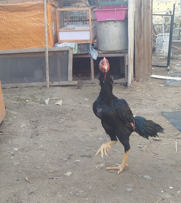 Продам петушка дакан