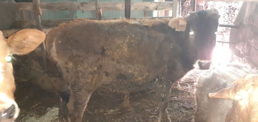 Таначалар Гуножинчалар бор