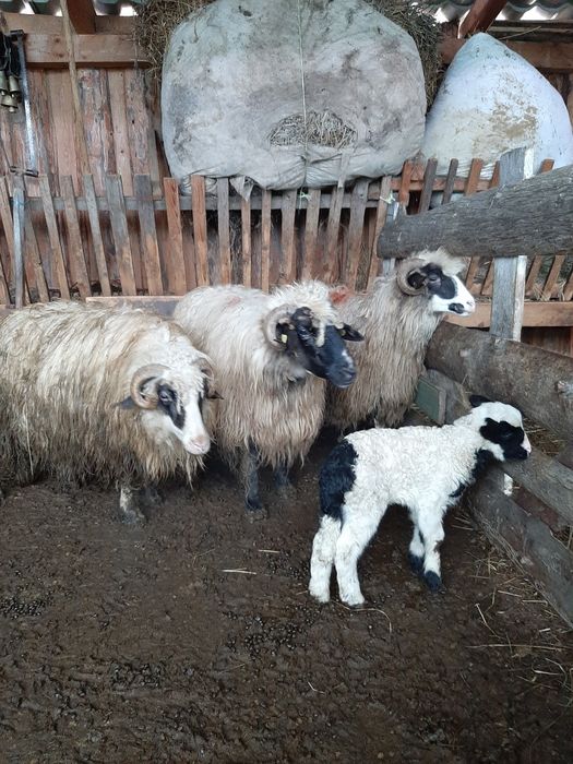 3 oi cu miel de vanzare