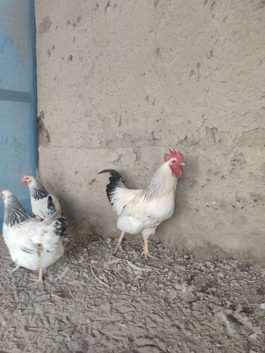 Адлер серебристый линия киргиз тухум хамда жужасига заказ оламиз