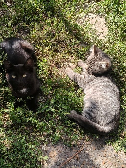 Отдам двух красивых котят