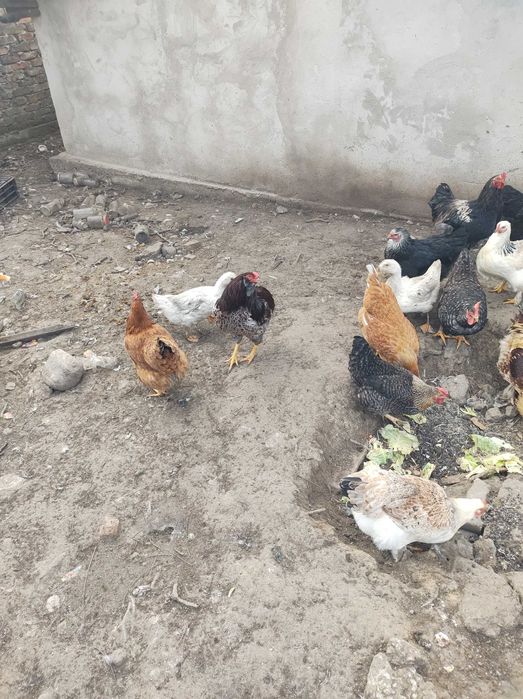 Cocosi rasa  Araucana din primavara