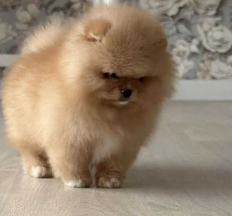 Померан мини продавам