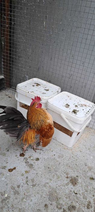 Продавам малай серама.