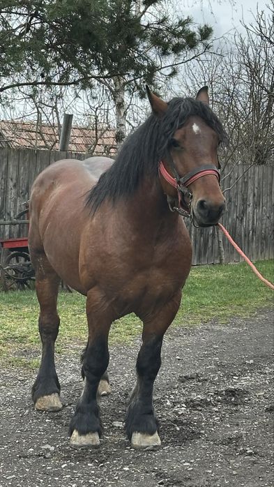 De vanzare armasar 4 ani