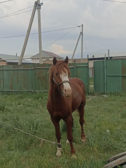 Айгыр сатамын 4 жасар