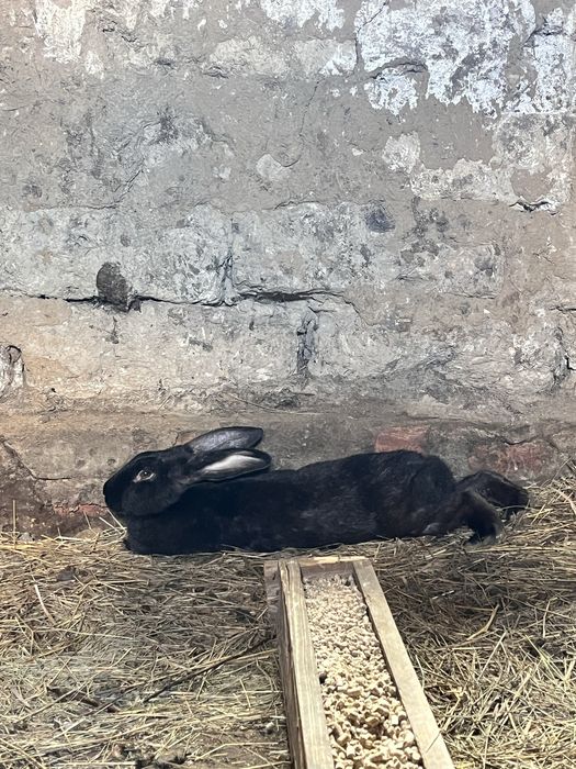 Продам две кролихи