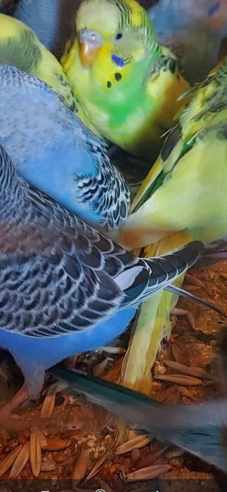 Попугай  молодые волнистые