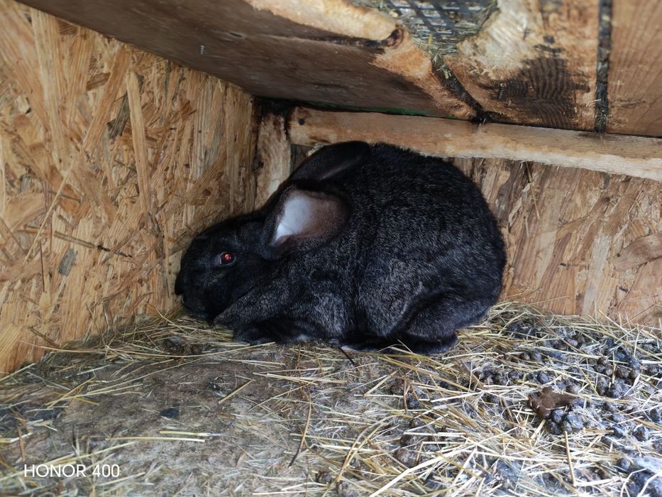 De vanzare ce se vede