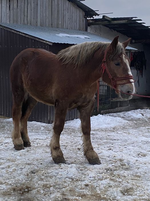 Vand manz sau schimb