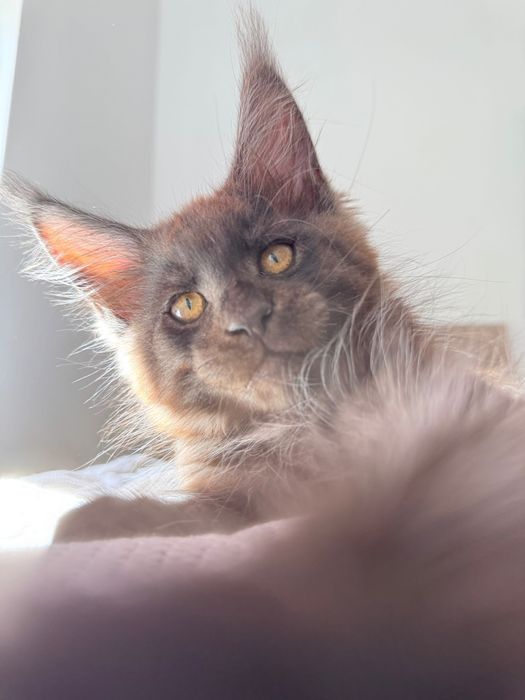 Котенца Мейн Кун