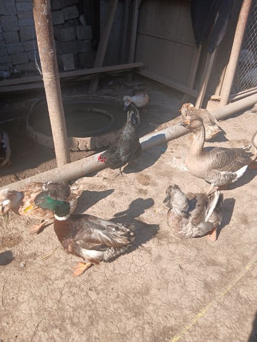 Oua de rata motata pt incubat