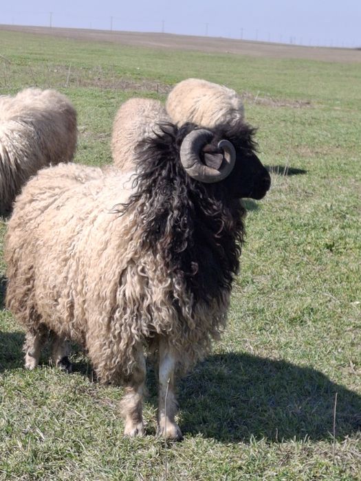 BERBEC ȚURCAN CARABAȘ DE VANZARE  !FOARTE BUN DE PRĂSILĂ !Ieste un exemplar foarte frumos !