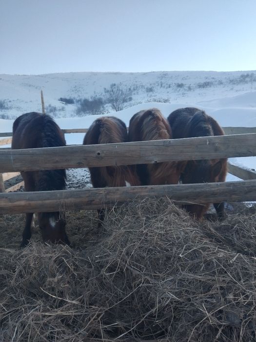 Продам жеребят кабыл