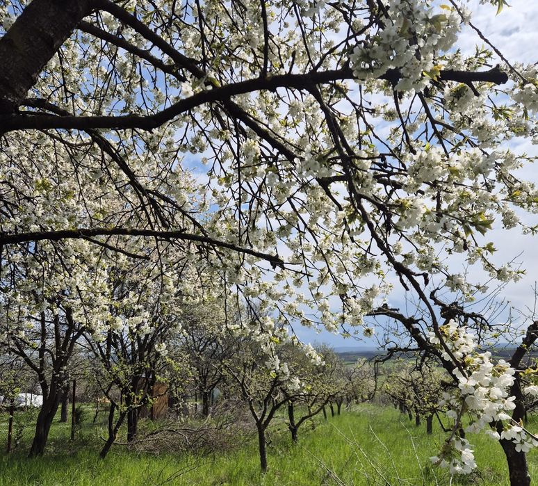 Vand teren constructii+livada in Filioara jud NT 13Eur/mp