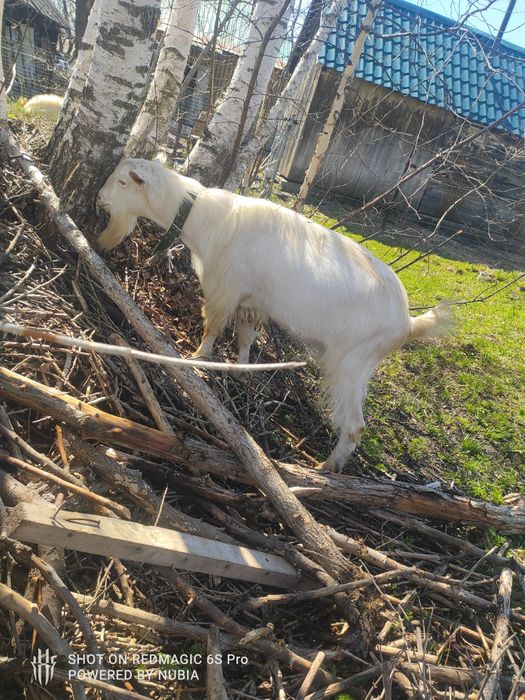 Продам козла, три года