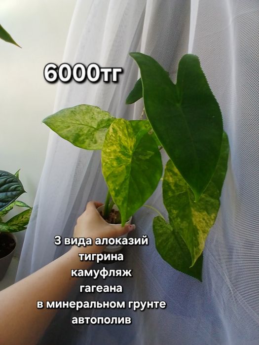 Монстера очень пышная