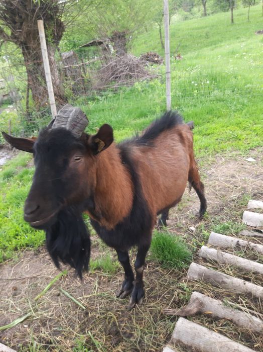 Țap alpin-francez