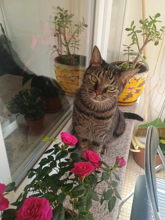 Подарявам коте на име Красен