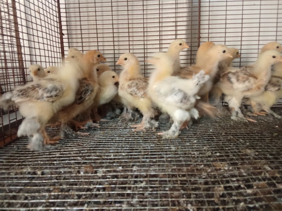 Брамы месячные суточные