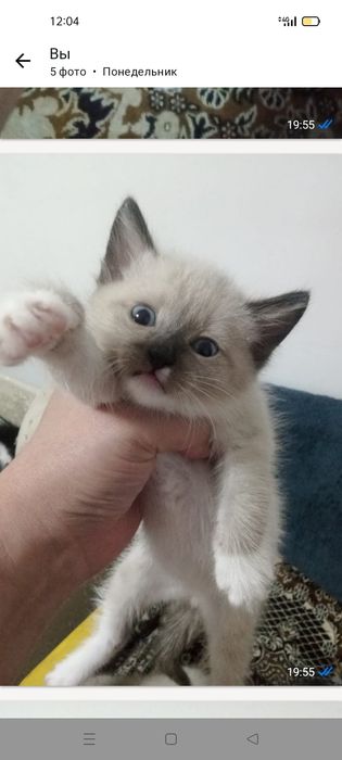 Отдам в хорошие руки