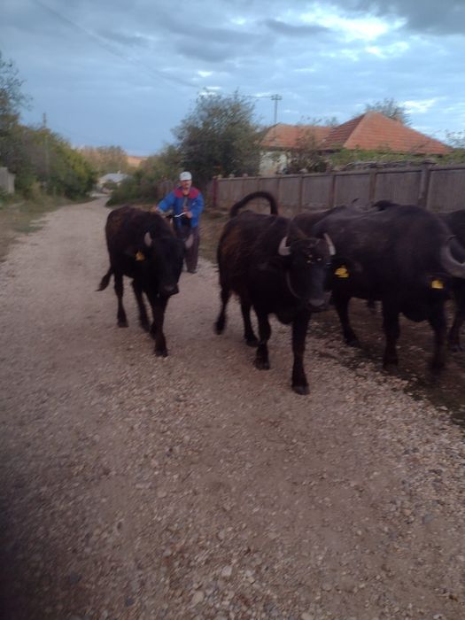 Bivolite de vânzare