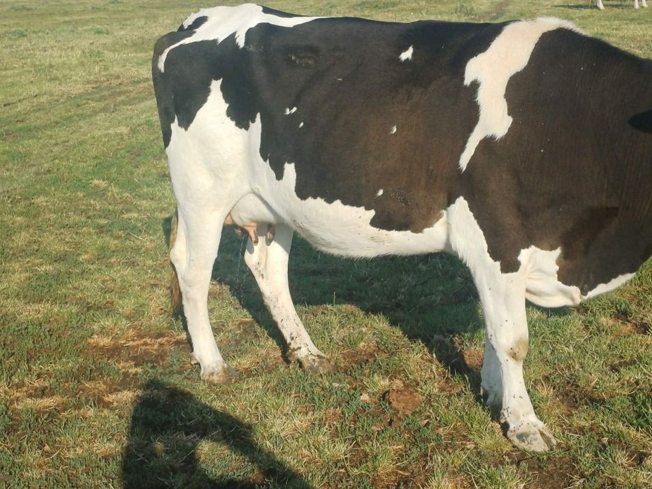 Vaca metis holstain