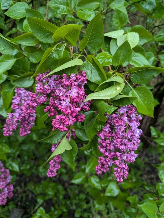 Букеты колерованной сирени