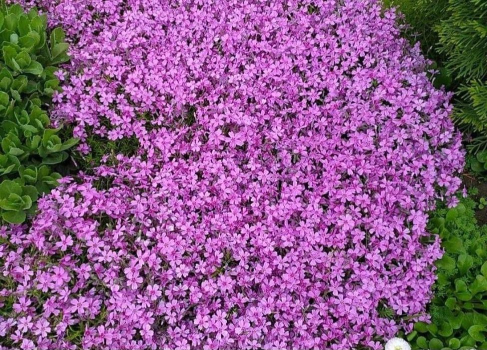 Продам шиловидный флокс на посадку