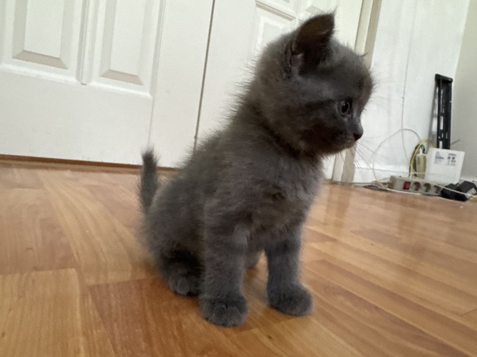 Продам котят британской короткошерстной