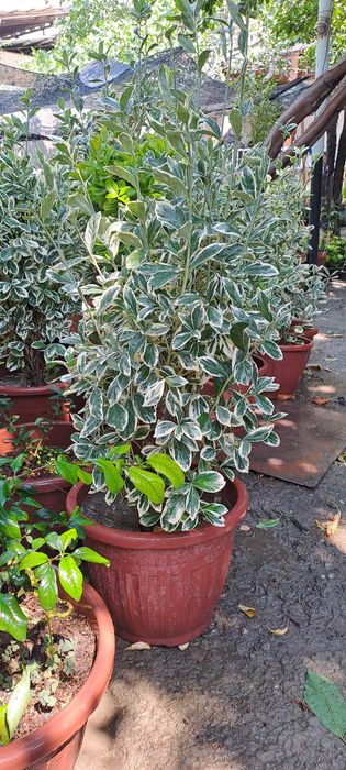 Шамшод бересклетлар сотилади