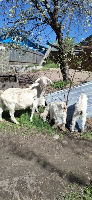 Заненский лақтар сатыдады 4  айлық