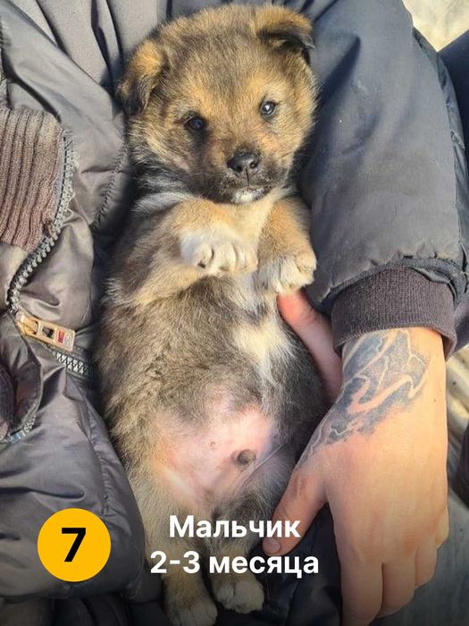 Дарим щенят. Мальчики и девочки