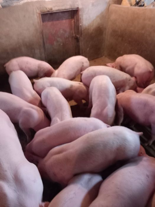 Продавам прасета .