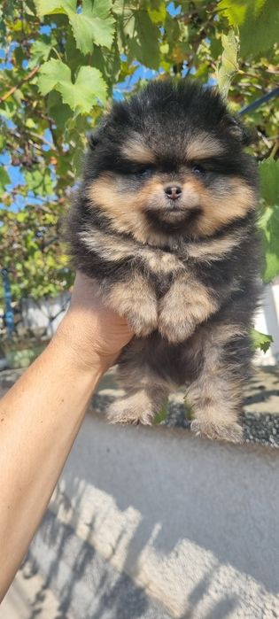 Померан мини померанче