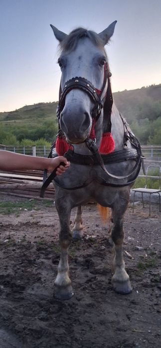 iapa e forte cuminte