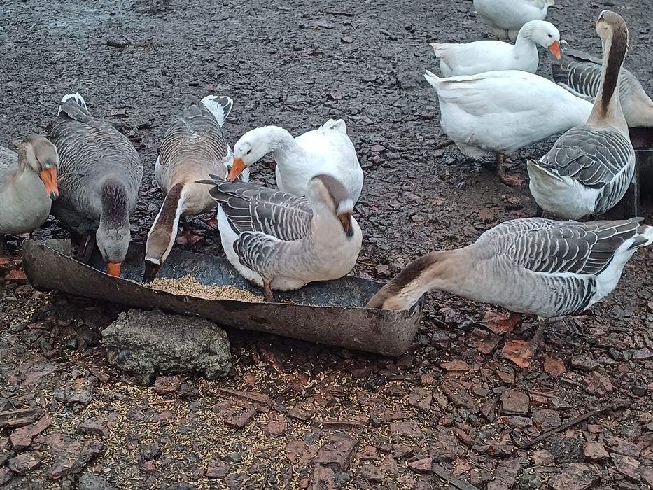 Oua de Gasca de vanzare 10lei/buc