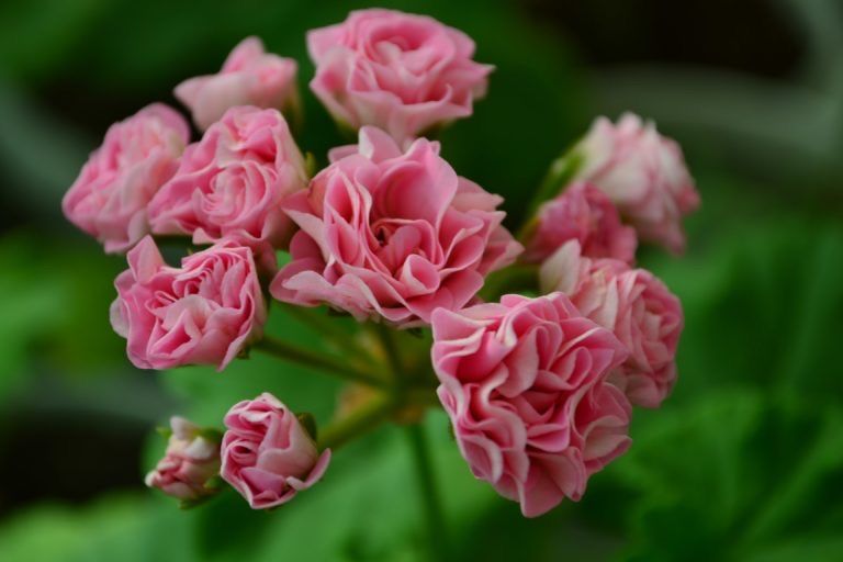 Продам герань