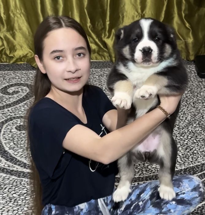 Щенок Алабай Туркменский