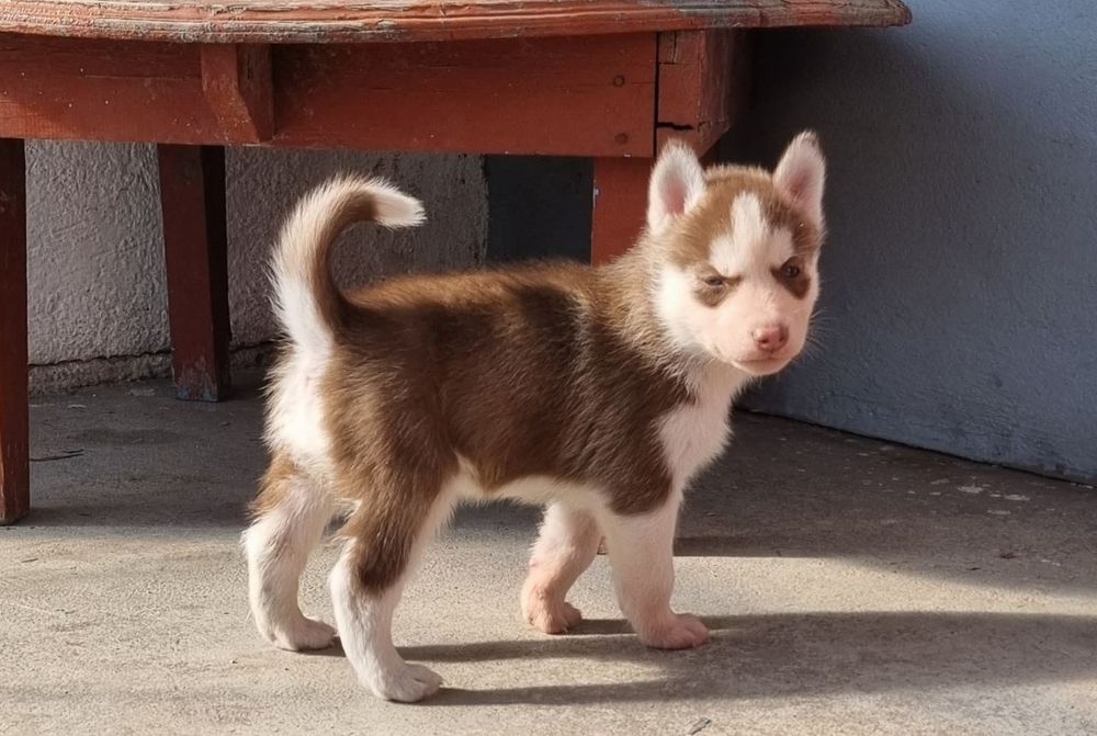 Щенки хаски на продажу