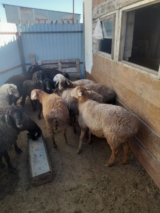 Қой, тоқты, тұсақ сатылады