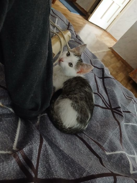 Отдам котенка добрые руки